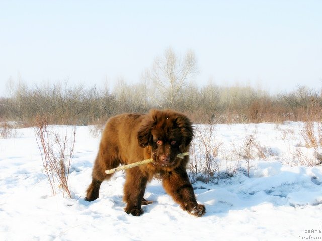 Фото: ньюфаундленд Фактурный Фрукт с Берега Дона (Fakturnyi Frukt s Berega Dona)