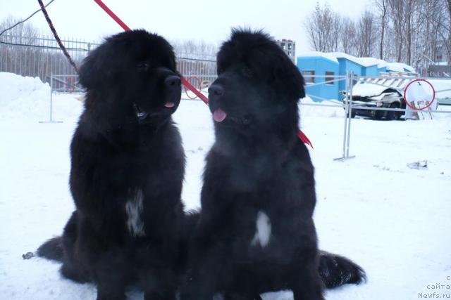 Фото: ньюфаундленд Блэк Диамонд Агидель от Потапа Патриция (Black Diamond Agidel ot Potapa Patricia), ньюфаундленд Супер Бизон Астория