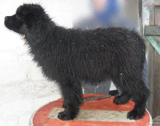 Фото: ньюфаундленд Душа-Девица (Dusha-Devitsa)