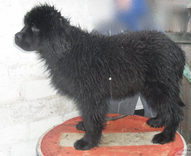 Фото: ньюфаундленд Деми Мур