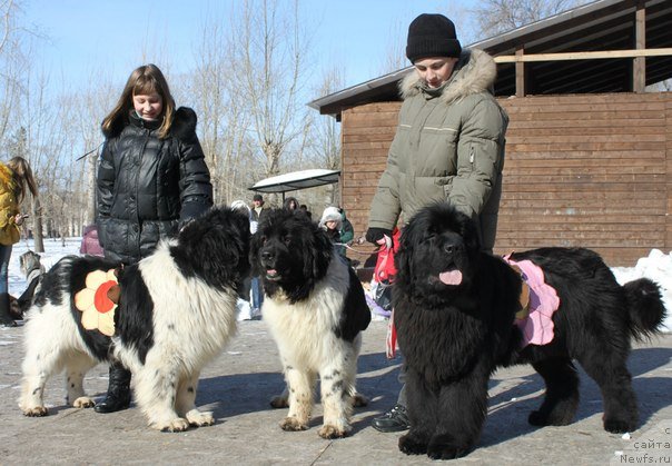 Фото: ньюфаундленд Веснушка на Счастье (Vesnushka na Shastie), ньюфаундленд Кипер Соул Жемчужный Король, ньюфаундленд Акватория Келвин Оушен Дрим