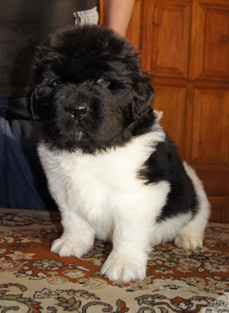 Фото: ньюфаундленд Супер Бизон Златогор