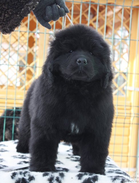 Фото: ньюфаундленд Акватория Келвин Заския