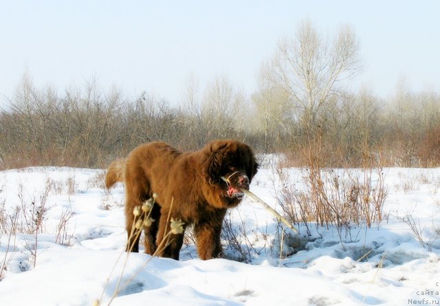 Фото: ньюфаундленд Фактурный Фрукт с Берега Дона (Fakturnyi Frukt s Berega Dona)