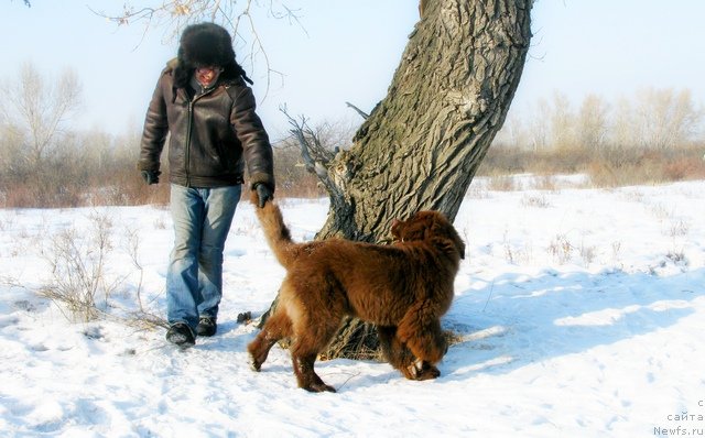 Фото: ньюфаундленд Фактурный Фрукт с Берега Дона (Fakturnyi Frukt s Berega Dona)