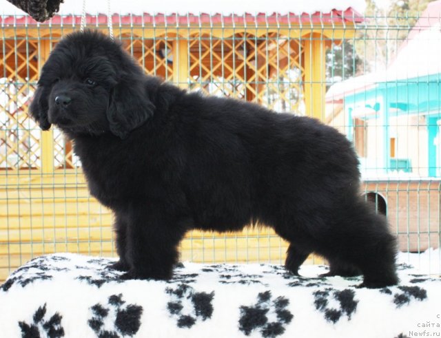 Фото: ньюфаундленд Акватория Келвин Урса Хай Спирит (Aquatoria Kelvin Ursa High Spirit)