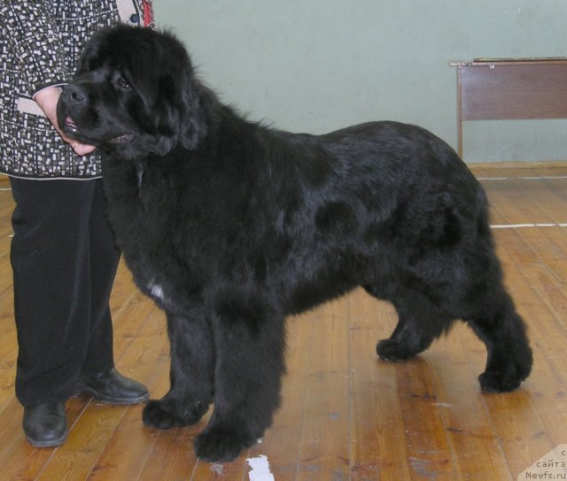 Фотография № 88249