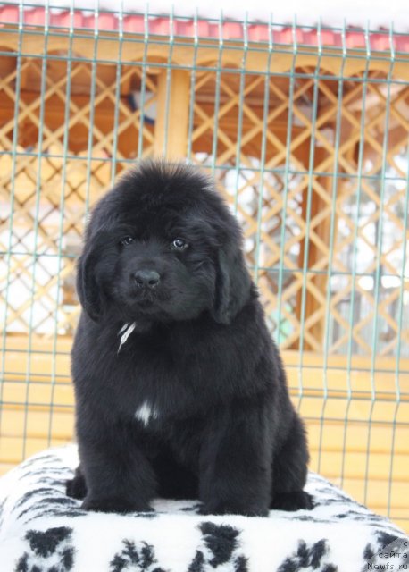 Фото: ньюфаундленд Акватория Келвин Заския