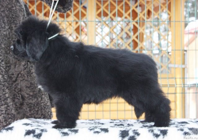 Фото: ньюфаундленд Акватория Келвин Заския