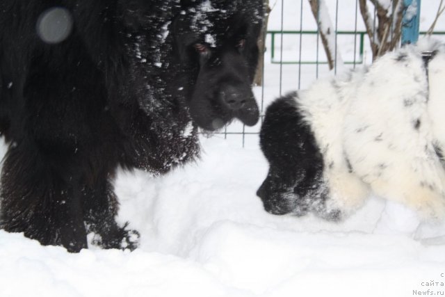 Фото: ньюфаундленд Дюрбахлер Клаб Аль Почино, ньюфаундленд Сказочная Кроха Прелестная Блонди