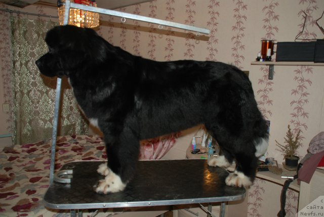 Фотография № 88270