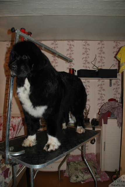 Фотография № 88271