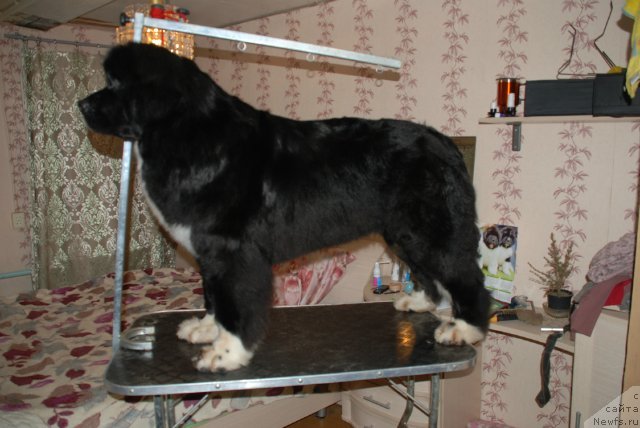 Фотография № 88272