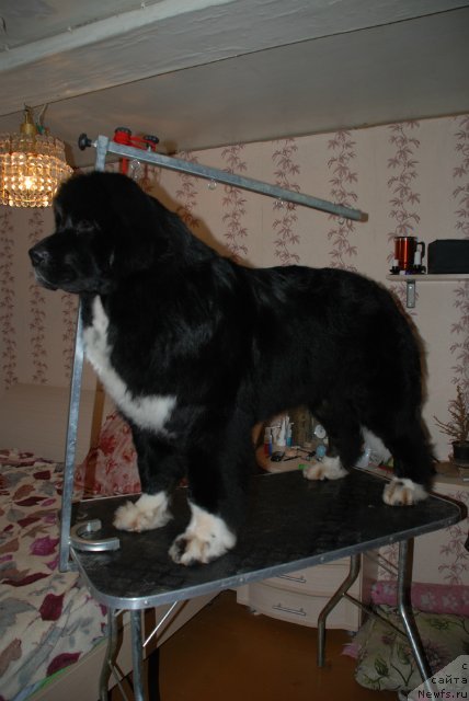 Фотография № 88273