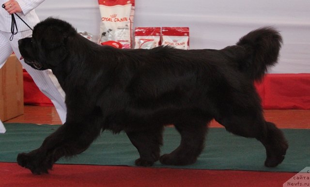 Фотография № 88274