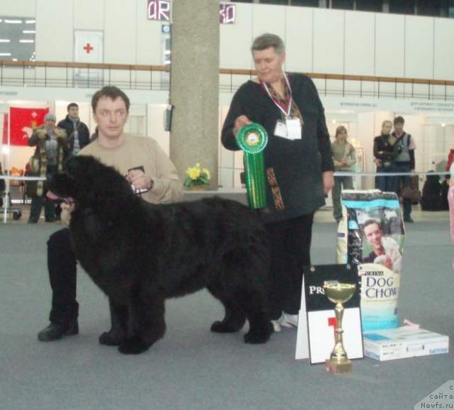 Фото: Александр Рублев, ньюфаундленд Денди Денжер из Медвежьего Яра (Dendi Denger iz Medvejyego Yara), Т.Егорова