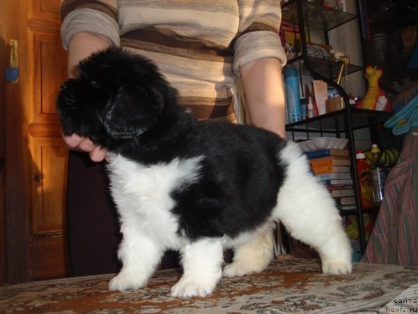 Фото: дети, ньюфаундленд Супер Премиум Женева (Super Premium Zheneva)