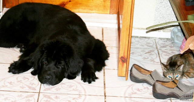 Фотография № 88311