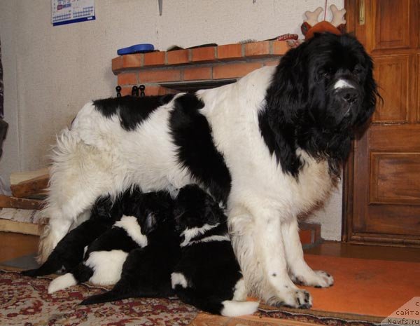 Фото: ньюфаундленд Супер Премиум Женева (Super Premium Zheneva)