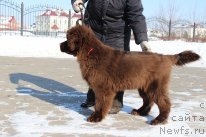 Фото: ньюфаундленд Акватория Келвин Селебрейшн