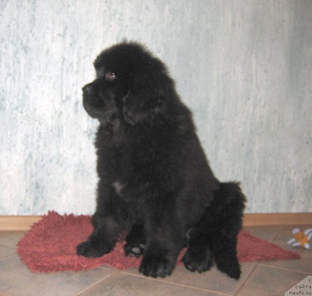 Фото: ньюфаундленд Uzuri vom Trieberg