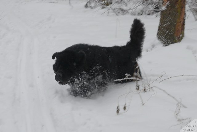 Фото: ньюфаундленд Kloofbears My Dream for Sent Djons