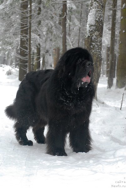 Фото: ньюфаундленд Kloofbears My Dream for Sent Djons