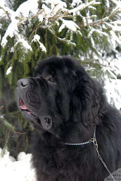 Фотография № 88375