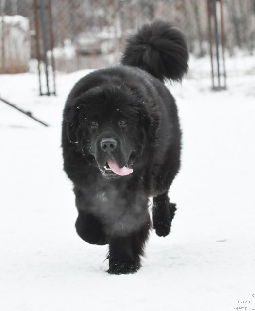 Фото: ньюфаундленд Бегущая по Волнам Зурбаган (Beguschaya po Volnam Zurbagan)