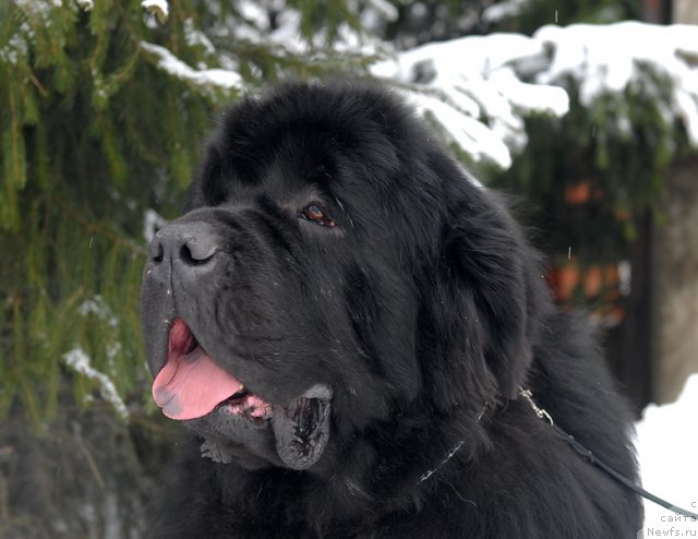 Фото: ньюфаундленд Kloofbears My Dream for Sent Djons