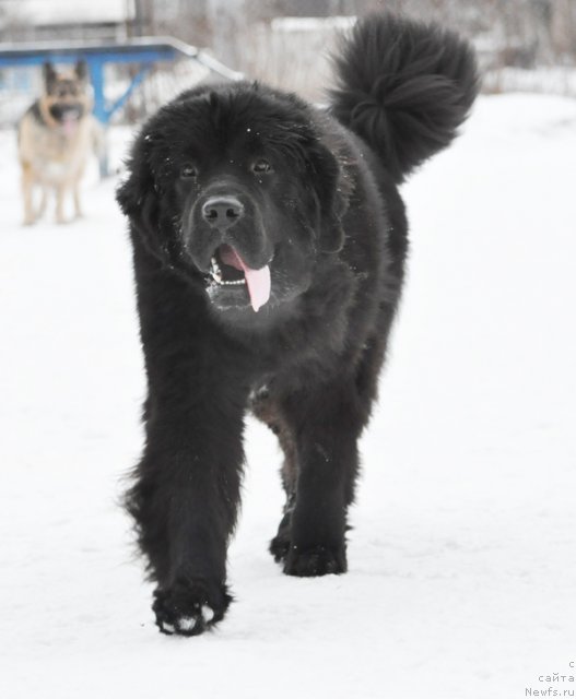 Фото: ньюфаундленд Бегущая по Волнам Зурбаган (Beguschaya po Volnam Zurbagan)