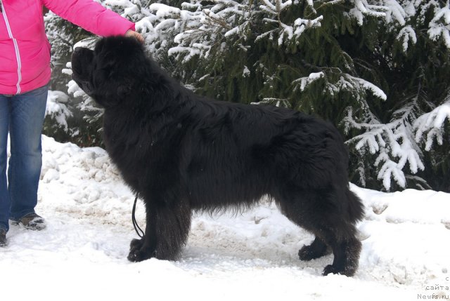 Фото: ньюфаундленд Kloofbears My Dream for Sent Djons