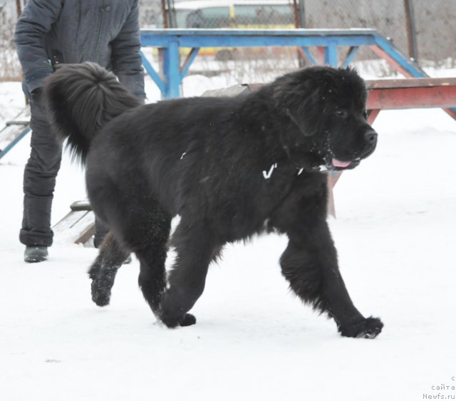 Фото: ньюфаундленд Бегущая по Волнам Зурбаган (Beguschaya po Volnam Zurbagan)