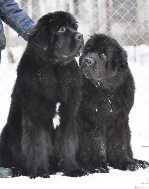 Фото: ньюфаундленд Бегущая по Волнам Зурбаган (Beguschaya po Volnam Zurbagan), ньюфаундленд Бегущая по Волнам Дансинг Квин (Beguschaya po Volnam Dancing Queen)