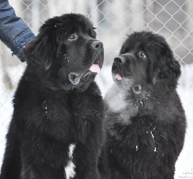 Фото: ньюфаундленд Бегущая по Волнам Зурбаган (Beguschaya po Volnam Zurbagan), ньюфаундленд Бегущая по Волнам Дансинг Квин (Beguschaya po Volnam Dancing Queen)