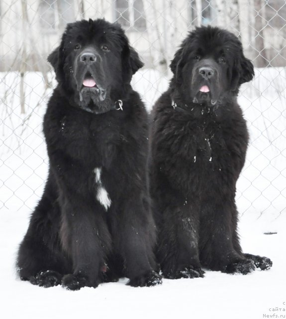 Фото: ньюфаундленд Бегущая по Волнам Зурбаган (Beguschaya po Volnam Zurbagan), ньюфаундленд Бегущая по Волнам Дансинг Квин (Beguschaya po Volnam Dancing Queen)