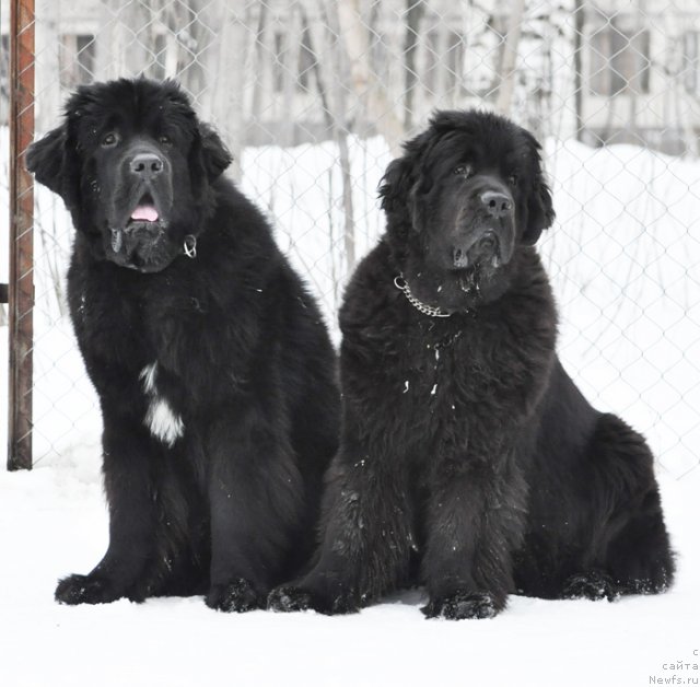 Фото: ньюфаундленд Бегущая по Волнам Зурбаган (Beguschaya po Volnam Zurbagan), ньюфаундленд Бегущая по Волнам Дансинг Квин (Beguschaya po Volnam Dancing Queen)