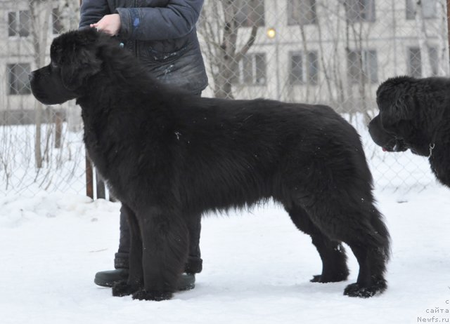 Фото: ньюфаундленд Бегущая по Волнам Зурбаган (Beguschaya po Volnam Zurbagan)