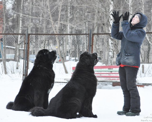 Фото: ньюфаундленд Бегущая по Волнам Зурбаган (Beguschaya po Volnam Zurbagan), ньюфаундленд Бегущая по Волнам Дансинг Квин (Beguschaya po Volnam Dancing Queen), Ольга Королева