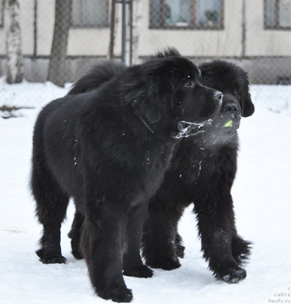 Фото: ньюфаундленд Бегущая по Волнам Зурбаган (Beguschaya po Volnam Zurbagan), ньюфаундленд Бегущая по Волнам Дансинг Квин (Beguschaya po Volnam Dancing Queen)