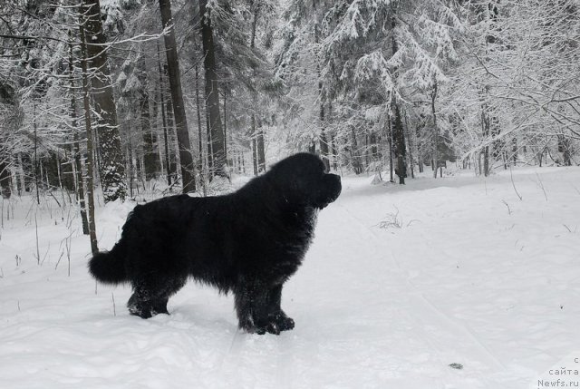 Фото: ньюфаундленд Kloofbears My Dream for Sent Djons