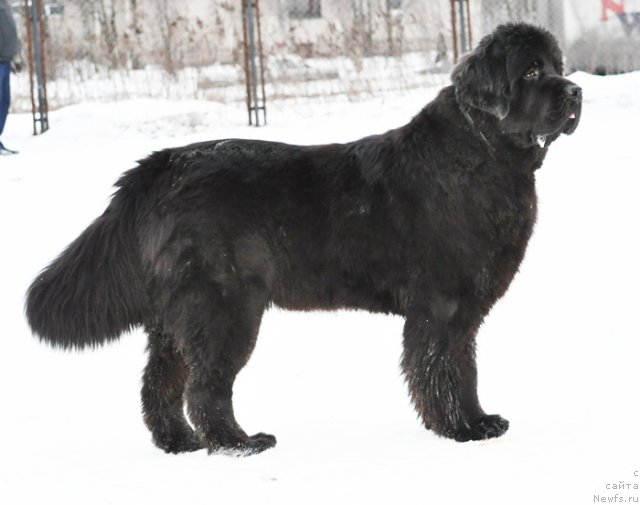 Фото: ньюфаундленд Бегущая по Волнам Дансинг Квин (Beguschaya po Volnam Dancing Queen)