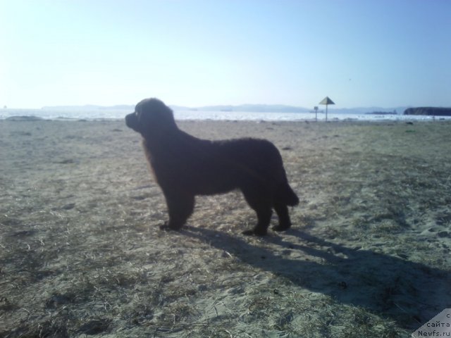 Фото: ньюфаундленд Сент Джонс Шарлотта