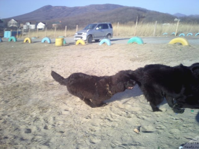 Фото: ньюфаундленд Сент Джонс Шарлотта