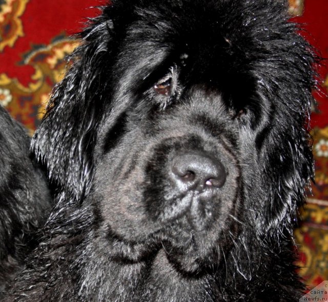 Фото: ньюфаундленд Ньюфорт Бай'ю Тиана