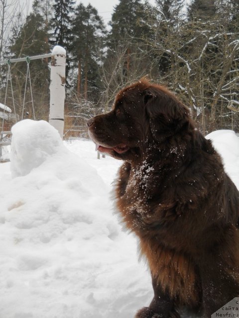 Фото: ньюфаундленд Фанньюф Акудзява Назаровна