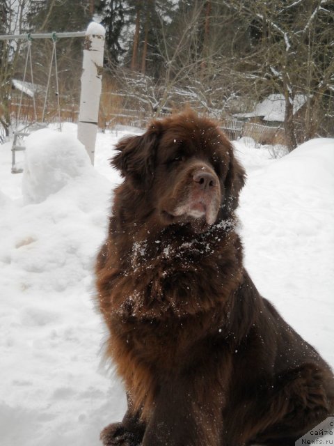 Фото: ньюфаундленд Фанньюф Акудзява Назаровна