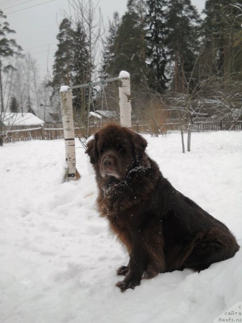 Фото: ньюфаундленд Фанньюф Акудзява Назаровна