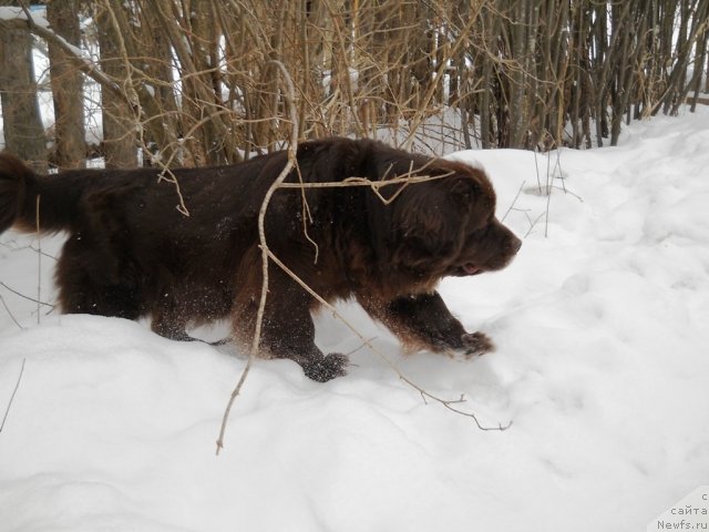Фото: ньюфаундленд Фанньюф Акудзява Назаровна