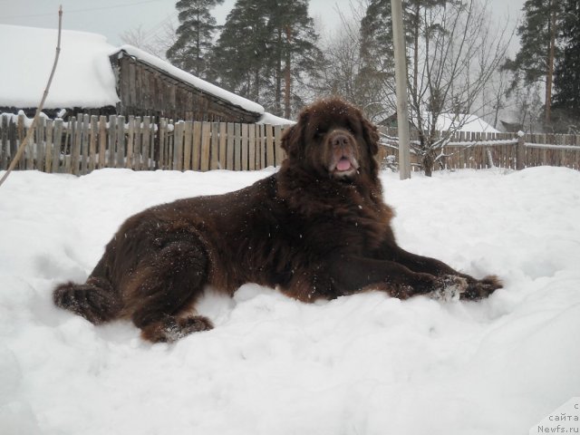 Фото: ньюфаундленд Фанньюф Акудзява Назаровна